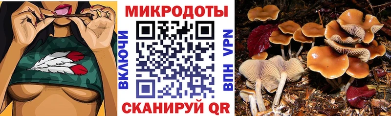 Галлюциногенные грибы Psilocybine cubensis  Одинцово 